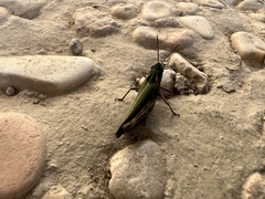Omocestus