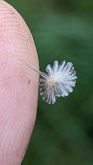 Coprinopsis stercorea