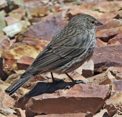 Geospizopsis unicolor