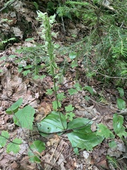 Platanthera orbiculata