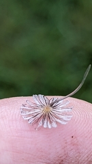Coprinopsis stercorea