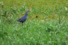 Porphyrio poliocephalus