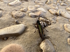 Omocestus