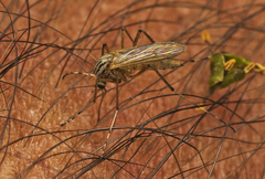 Aedes vittiger