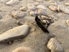 Omocestus
