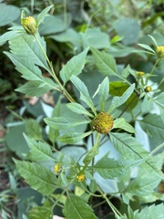 Bidens tripartita