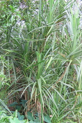 Pandanus