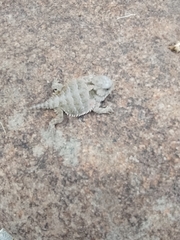 Phrynosoma orbiculare