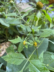 Bidens tripartita