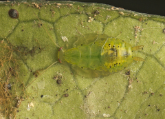 Mediastinia