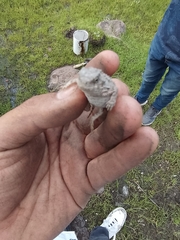 Phrynosoma orbiculare