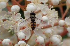 Syrphidae