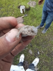 Phrynosoma orbiculare