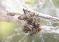 Stegodyphus sarasinorum