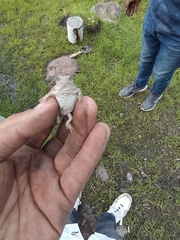 Phrynosoma orbiculare