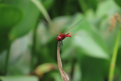 Urothemis signata