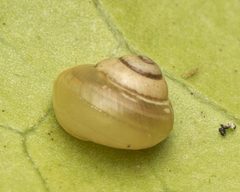 Coneuplecta pampini
