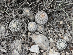 Echinocereus reichenbachii caespitosus