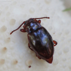 Lycoperdina ferruginea