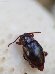 Lycoperdina ferruginea