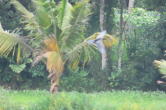 Anhinga melanogaster