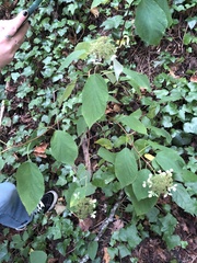 Hydrangea