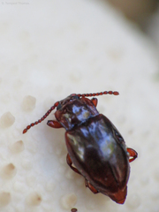 Lycoperdina ferruginea