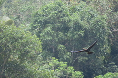 Anhinga melanogaster