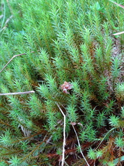 Polytrichum strictum