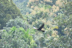 Anhinga melanogaster