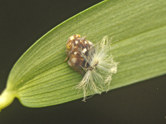Ricaniidae