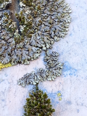 Phaeophyscia