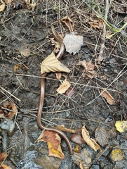 Anguis colchica