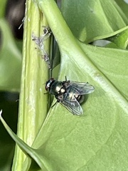 Neomyia cornicina