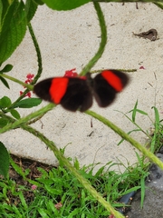 Heliconius melpomene flagrans
