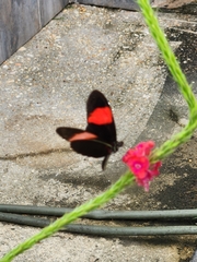 Heliconius melpomene flagrans