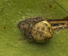 Araneus acuminatus