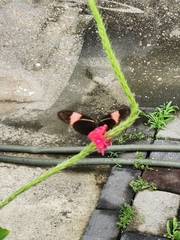Heliconius melpomene flagrans
