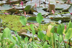 Ardeola grayii
