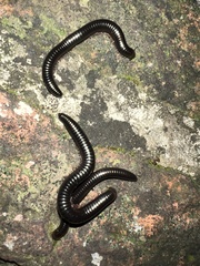 Julidae