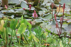 Ardeola grayii