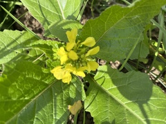 Rhamphospermum arvense