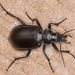 Calosoma peregrinator - Photo 由 BJ Stacey 所上傳的 (c) BJ Stacey，保留部份權利CC BY-NC