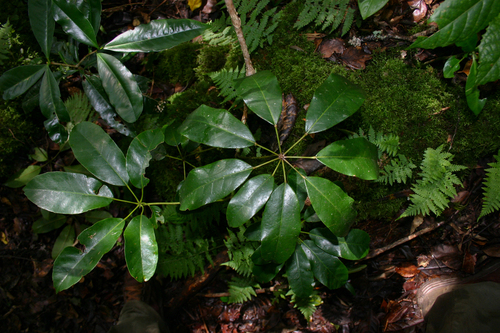 Schefflera goetzenii