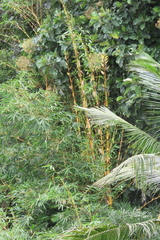 Bambusa vulgaris