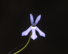 Lobelia quadrangularis