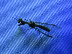 Mantispidae