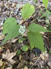 Eurybia divaricata