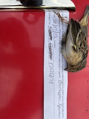 Ammodramus savannarum