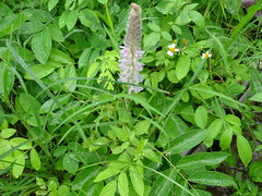 Uraria crinita